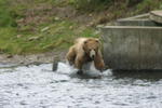 Bear Viewing Kodiak Island Alaska